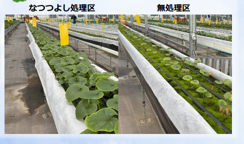 バイオスティミュラント「なつつよし」高温耐性が向上 HSP遺伝子発現促す　クミアイ化学工業